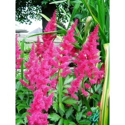 Astilbe Showstar Mix seemned - Astilbe x arendsii - 50 seemnet