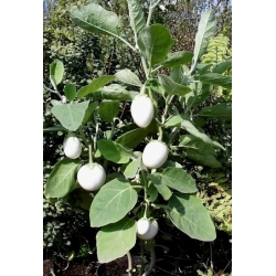 Auberginen 'Golden Egg' Samen - Solanum melongena - 25 Samen - 