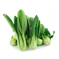 Семе кинеског купуса Пак Цхои - Брассица цхиненсис - 500 семена - Brassica rapa subsp. chinensis