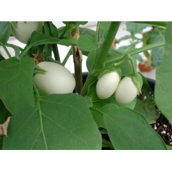 Baklažanas - Golden Eggs - 25 sėklos - Solanum melongena