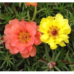 Moss Rose Dvojlôžková Mix - Portulaca grandiflora fl.pl. - 4500 semien - semená