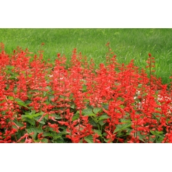 Raudonžiedis šalavijas - mišinys - 84 sėklos - Salvia splendens