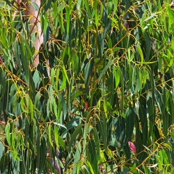 Citrinų eukaliptas, citrinų kvapiosios gumos sėklos - Corymbia citriodora - Eucalyptus citriodora