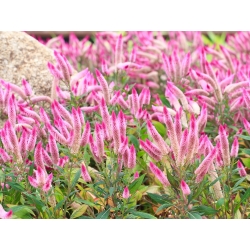 Celosía Spicata - Cresta de Gallo - variada - 360 semillas - Celosia spicata