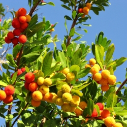 Seme jagodnega drevesa - Arbutus unedo - semena