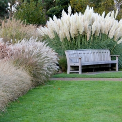 Ornamental Annual Grasses mix zaden - 200 zaden - 