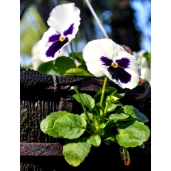 Võõrasema - Silverbride, Silberbrauti - Mustvalge - 400 seemned - Viola x wittrockiana