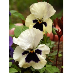 Pensamientos - Silverbride, Silberbrauti - Blanco y Negro - 400 semillas - Viola x wittrockiana