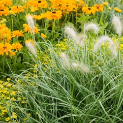 Ornamental Annual Grasses blande frø - 200 frø - 