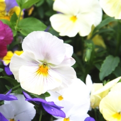 Großblumiges Stiefmütterchen Weiße Samen - Viola x wittrockiana - 400 Samen -   