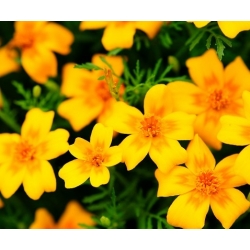 Marigold Golden Gem seeds - Tagetes tenuifolia - 390 semien - semená
