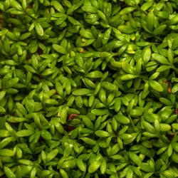 Cress Sprouts - 2250 seeds - Lepidium sativum - benih