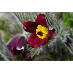 赤いオキナグサの花の種 - アネモネpulsatilla  -  38種 - Anemone pulsatilla - シーズ