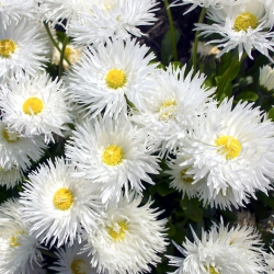 Crazy Daisy ، بذور Snowdrift - أقحوان أقصى fl.pl - 160 بذور - Chrysanthemum maximum fl. pl. Crazy Daisy - ابذرة