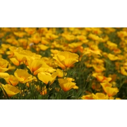 California Poppy, Golden Poppy seemned - Eschscholzia californica - 600 seemnet