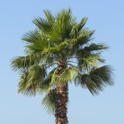 Cotton Palm, Desert Fan Palmfrø - Washingtonia filifera - 5 frø