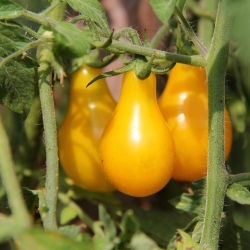 Tomate - Yellow Pearshaped - amarelo - 120 sementes - Lycopersicon esculentum Mill