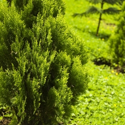 Lawson Cypress seeds - Chamaecyparis lawsoniana - 100 biji - benih