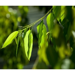 Bạch đàn chanh, hạt kẹo cao su có mùi chanh - Corymbia citriodora - Eucalyptus citriodora