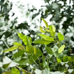 Lemon Eucalyptus, Lemon-Scented Gum seeds - Corymbia citriodora - Eucalyptus citriodora - benih