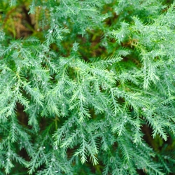 Lawson Cypress semena - Chamaecyparis lawsoniana - 100 semen