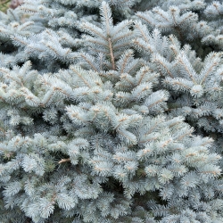 Blue Spruce, Colorado Blue Spruce seeds - Picea pungens glauca - 22 biji - Picea pungens f. glauca - benih