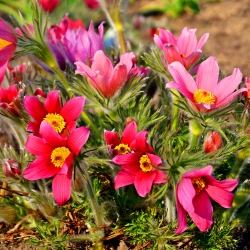 赤いオキナグサの花の種 - アネモネpulsatilla  -  38種 - Anemone pulsatilla - シーズ