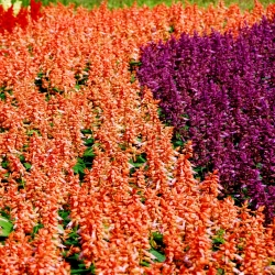 Paprikavirág - színkeverék - 84 magok - Salvia splendens