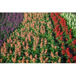 Vuursalie - gemend - 84 zaden - Salvia splendens