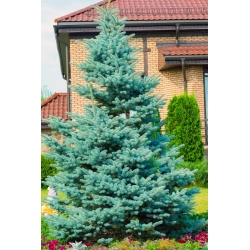 Mėlyna eglė, Kolorado mėlyna eglės sėkla - Picea pungens glauca - 22 sėklos - Picea pungens f. glauca