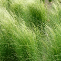 Mexican Feather Grass Pony Tails siemenet - Stipa tenuissima - 100 siemeniä