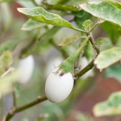 Berinjela - Golden Eggs - 25 sementes - Solanum melongena