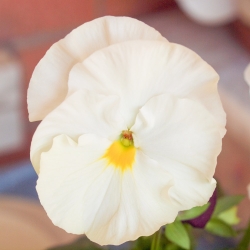 Großblumiges Stiefmütterchen Weiße Samen - Viola x wittrockiana - 400 Samen -   