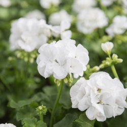 White Geranium seeds – Pelargonium - 10 seeds