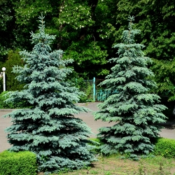 Blue Spruce, Colorado Blue Spruce seeds - Picea pungens glauca - 22 biji - Picea pungens f. glauca