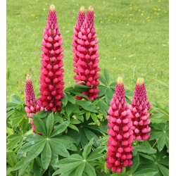 Lupin The Pages sementes - Lupinus polyphyllus - 90 sementes
