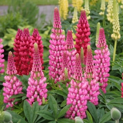 Lupino - The Pages - 90 semillas - Lupinus polyphyllus