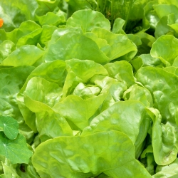 Salat Hoved - Justyna - 950 frø - Lactuca sativa L. var. Capitata