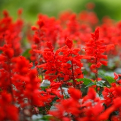 Paprikavirág - színkeverék - 84 magok - Salvia splendens
