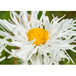 Crazy Daisy, Semințe de Snowdrift - Chrysanthemum maximum fl.pl - 160 semințe - Chrysanthemum maximum fl. pl. Crazy Daisy