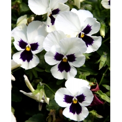 Pensamientos - Silverbride, Silberbrauti - Blanco y Negro - 400 semillas - Viola x wittrockiana
