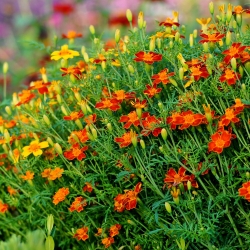 Marigold Red Gem seeds - Tagetes tenuifolia - 390 seeds