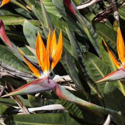 Paradīzes ziedu sēklas - Strelitzia reginae - 10 sēklas