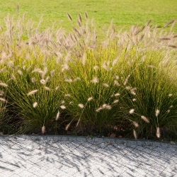 Ornamental Annual Grasses blande frø - 200 frø - 