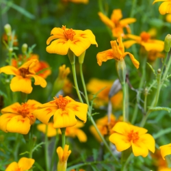 Marigold Golden Gem seeds - Tagetes tenuifolia - 390 biji - benih