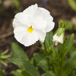 Білі гігантські Панси насіння - Viola x wittrockiana - 400 насіння