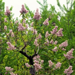 Princess Tree seemned - Paulownia - Paulownia tomentosa