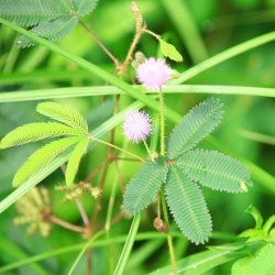Mimosa, Semințe sensibile de plante - Mimosa pudica - 34 de semințe