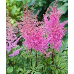 Astilbe Showstarミックスの種 -  Astilbe x arendsii  -  50の種 - シーズ