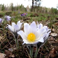 ホワイトパスク花の種 - アネモネpulsatilla  -  90種 - Anemone pulsatilla - シーズ